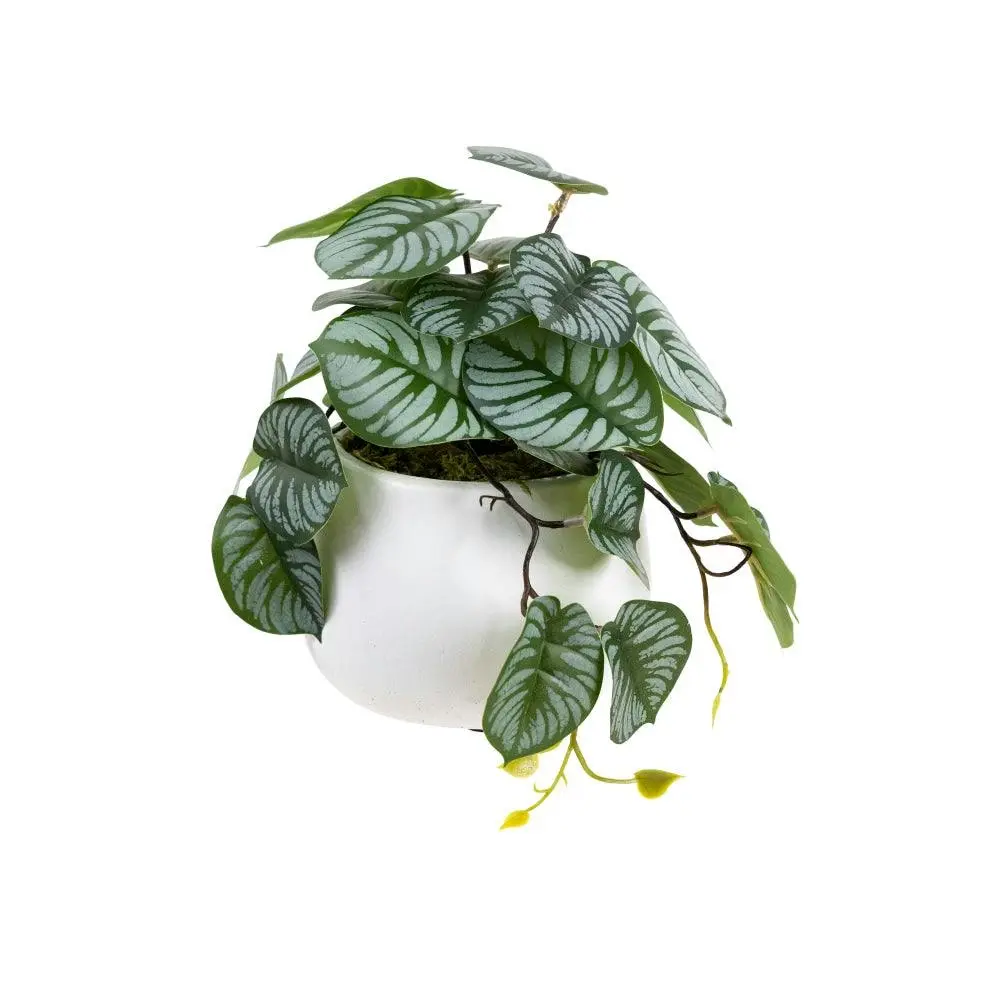 Glamorous Fusion Calathea Bush Artificial Faux Plant Decorative 17cm In Pot - Home & Garden