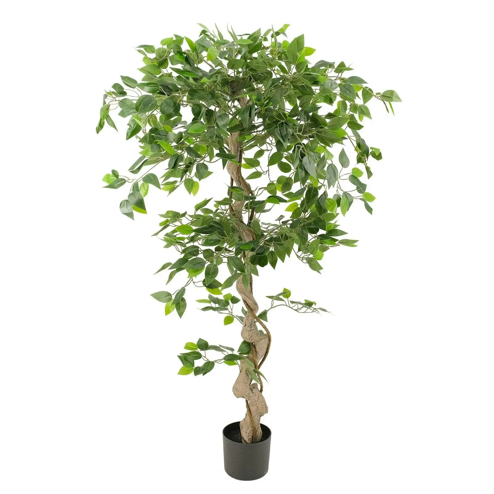 Twisted Ficus Tree - 150cm