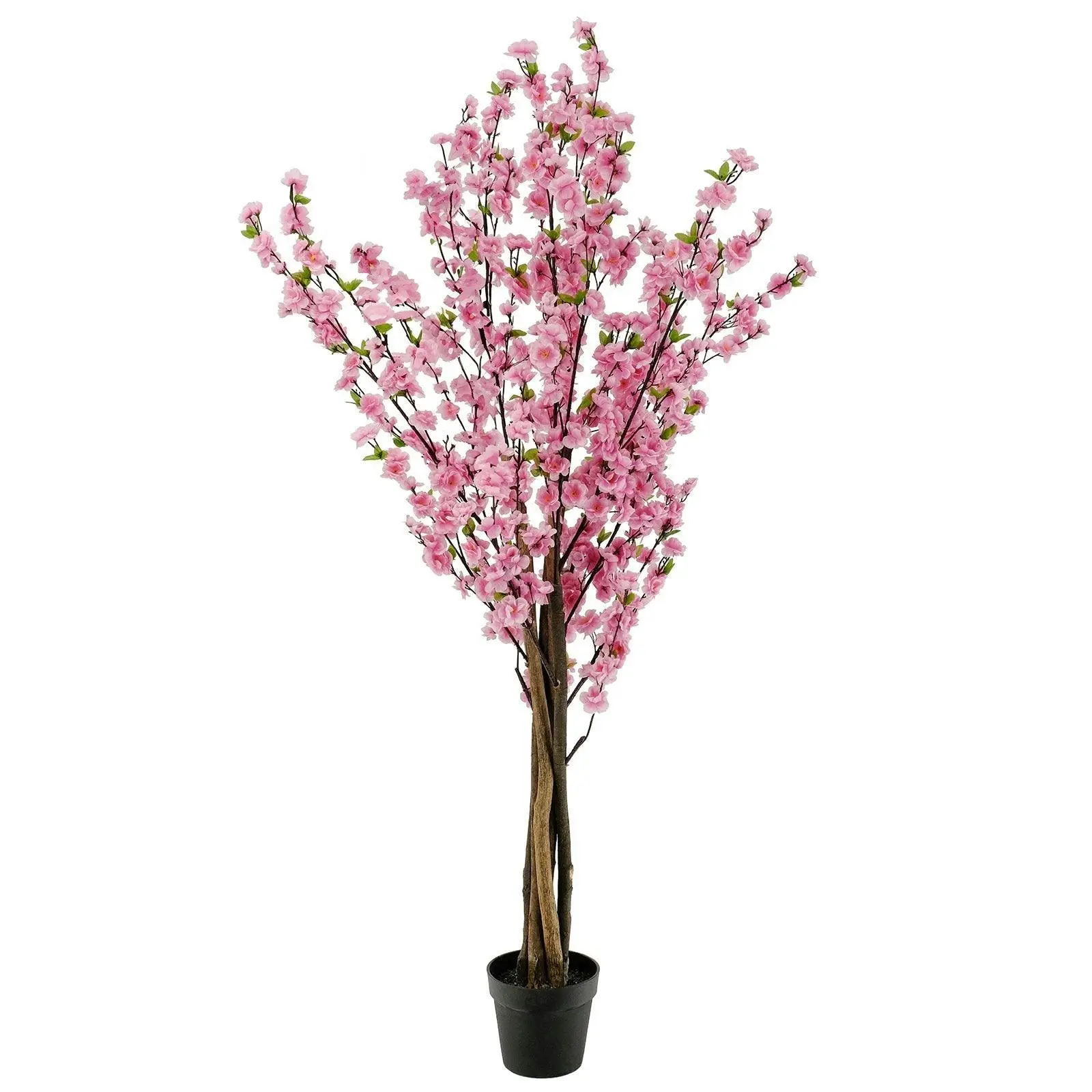 Cherry Blossom (Sakura) Tree with pink blossoms - 180cm