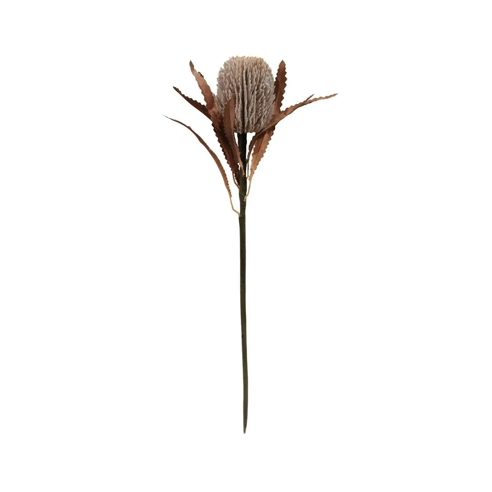 Artificial Banksia Native Stem - Sand 70cm