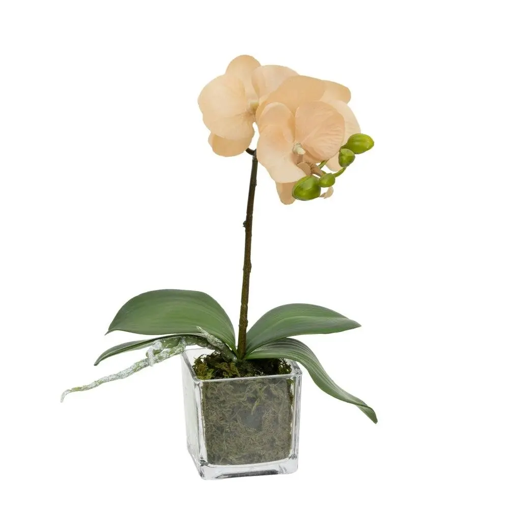 Glamorous Fusion Apricot Orchid Artificial Fake Plant Decorative Arrangement 32cm In Square Glass - Home & Garden