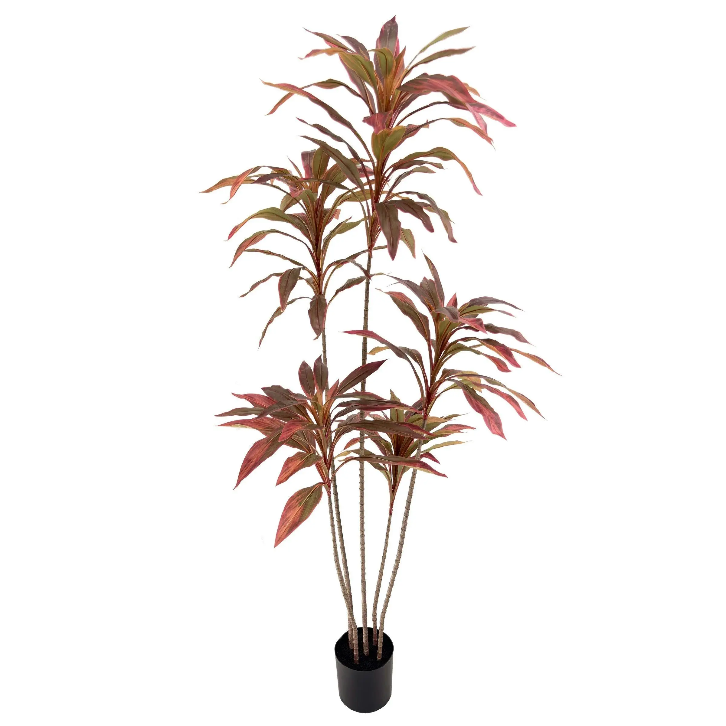 Dracaena with red leaves 180cm - Home & Garden