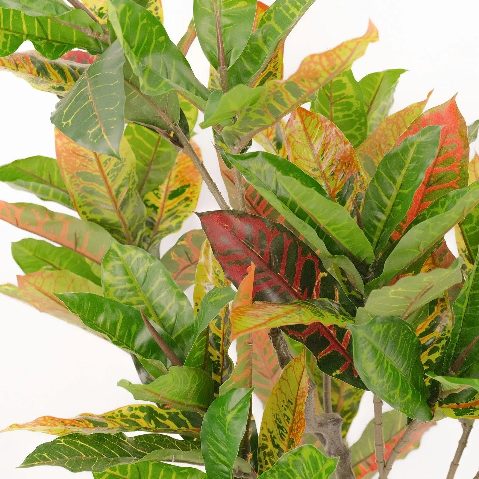 Petra Croton Tree - 125cm