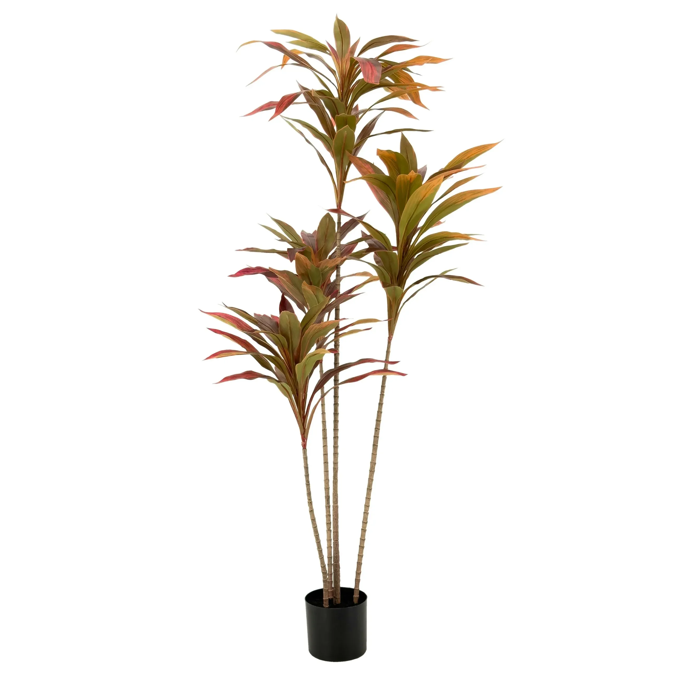 Dracaena Plant with red leaves 150cm - Home & Garden