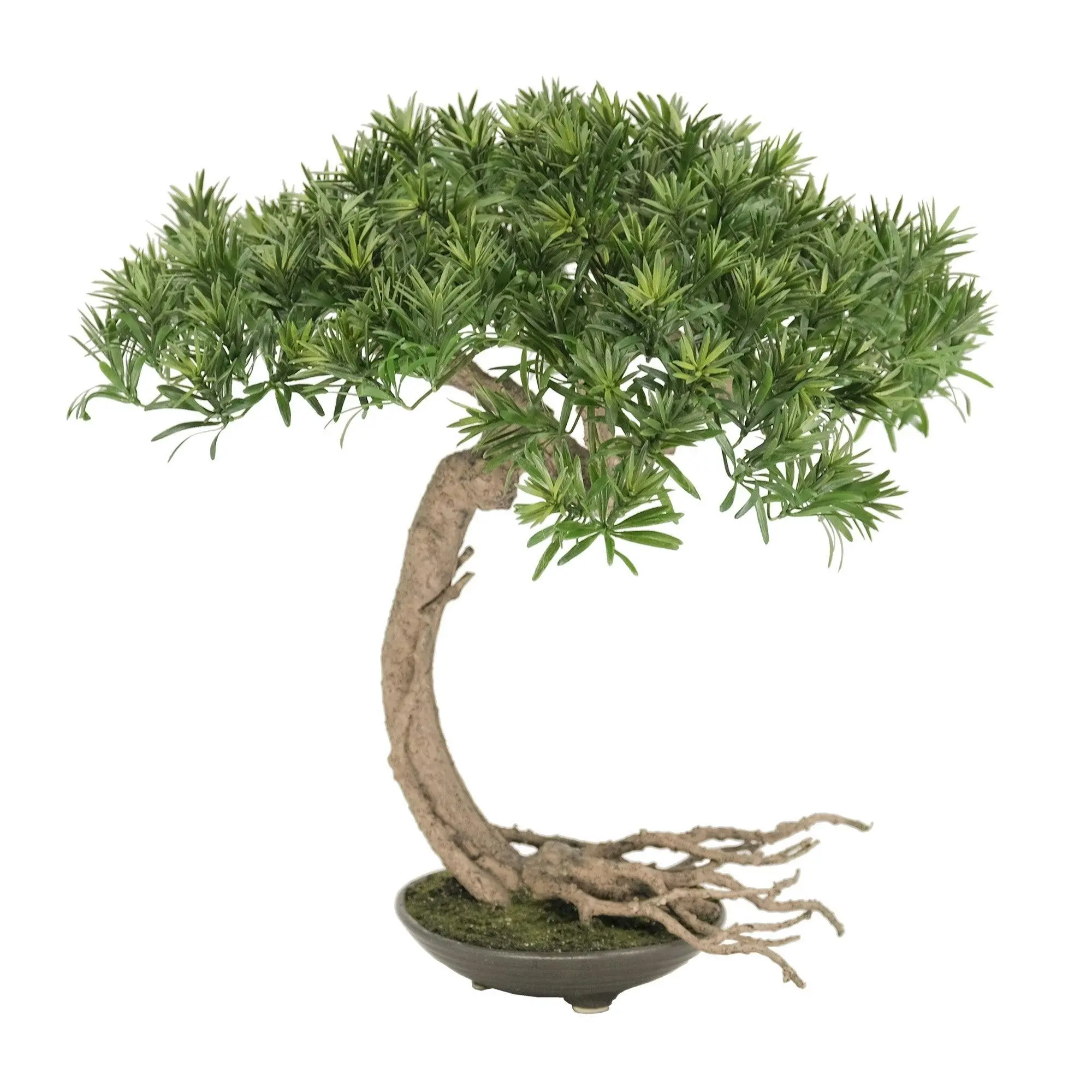 Buddhist Pine Bonsai - Literati 55cm
