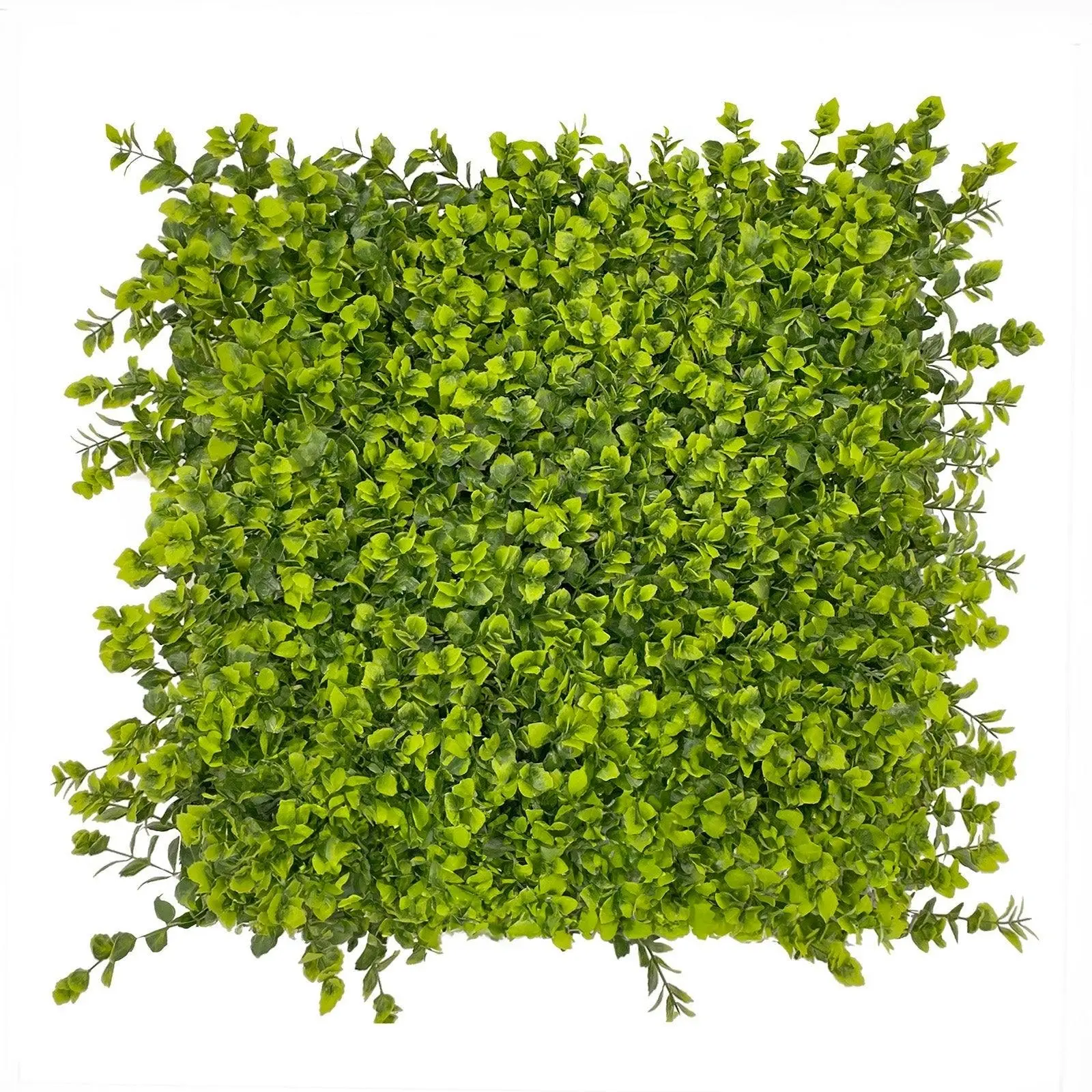 Artificial Hedge Tile (UV Treated) - Winter Creeper 50x50cm
