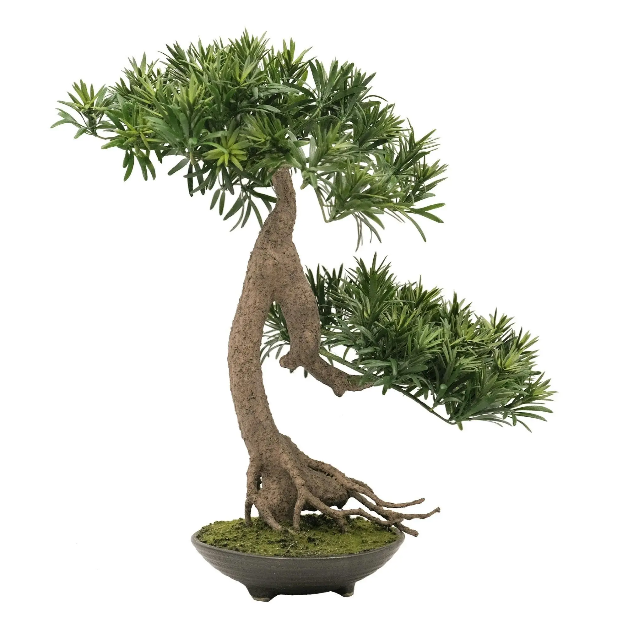 Buddhist Pine Bonsai - 60cm