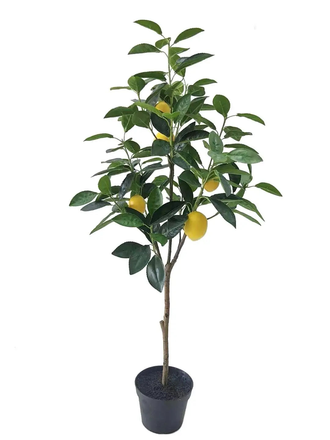 Lemon Tree - 90cm