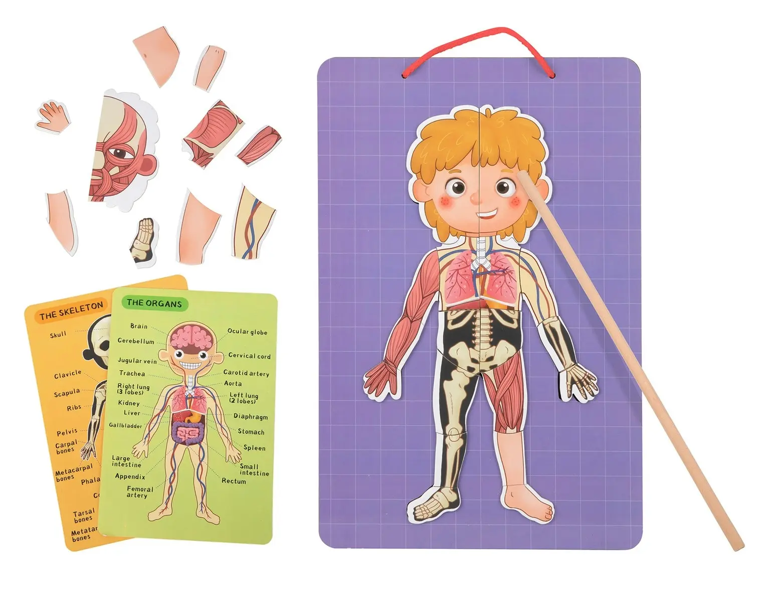 78pc Tooky Toy Wooden Magnetic Body Chart Educational Fun Interactive Play 3+ - Toys & Games