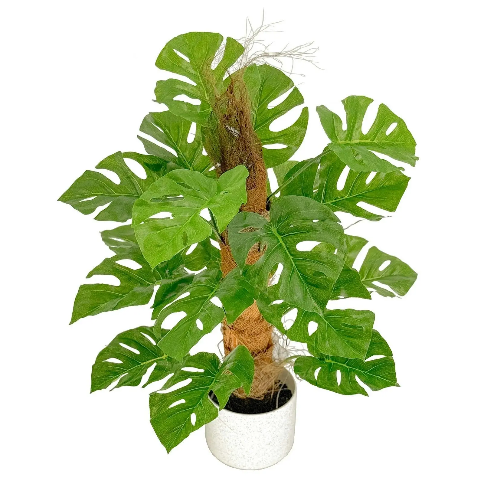Monstera with Coconut Fibre Trunk Plant - 60cm